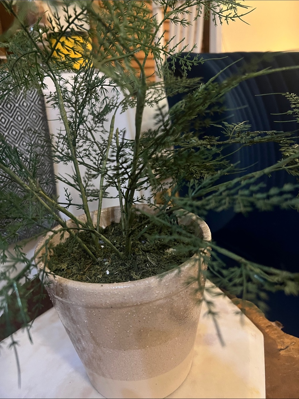 Neutral Two-Tone Ceramic Plant Pot with Green Foliage